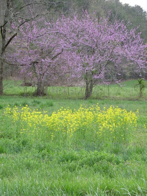 http://www.porterupdates.com/images/spring06_trees.jpg